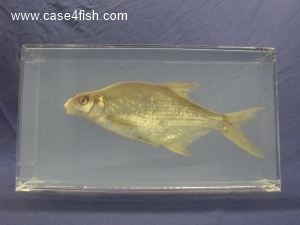 Foto Galerie/Cypriniformes/Cyprinidae/Abramis brama/Abramis brama_01_S.jpg